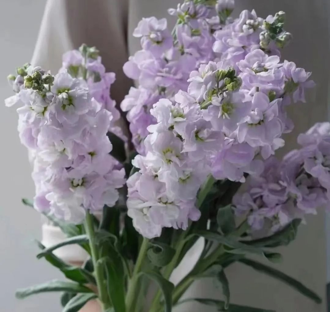 上篇| 百余种鲜切花常用植物，有多少种是你见过的