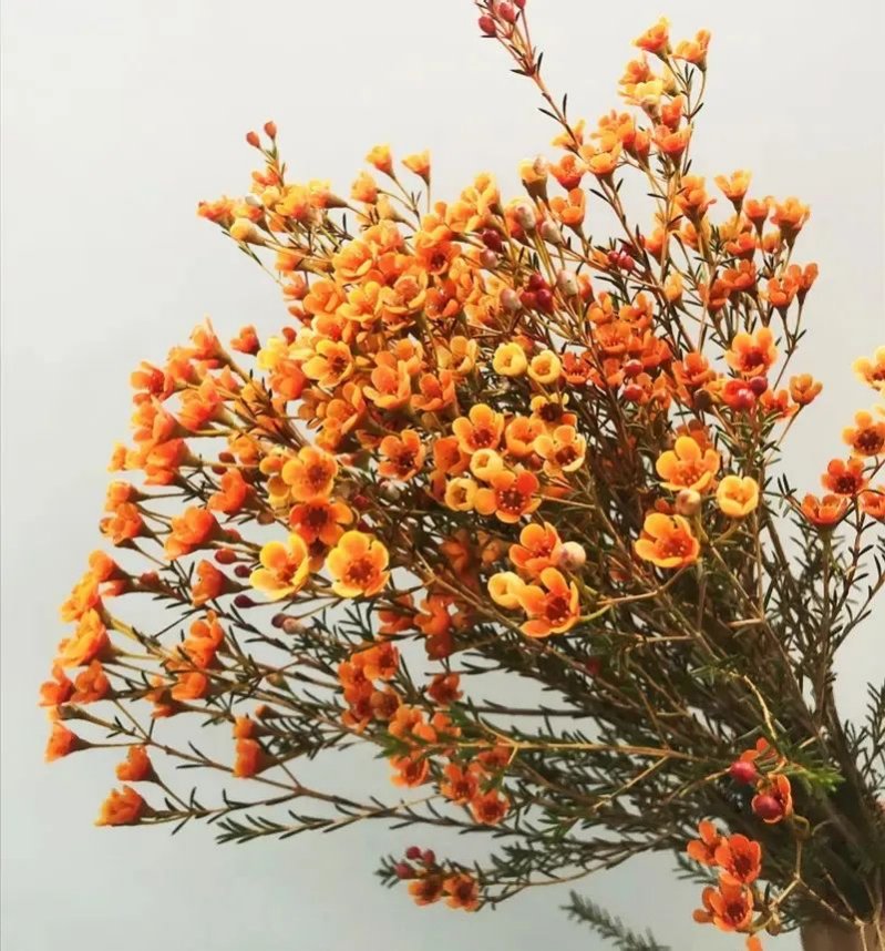 下篇| 100种鲜切花常用植物，欢迎进入花花世界